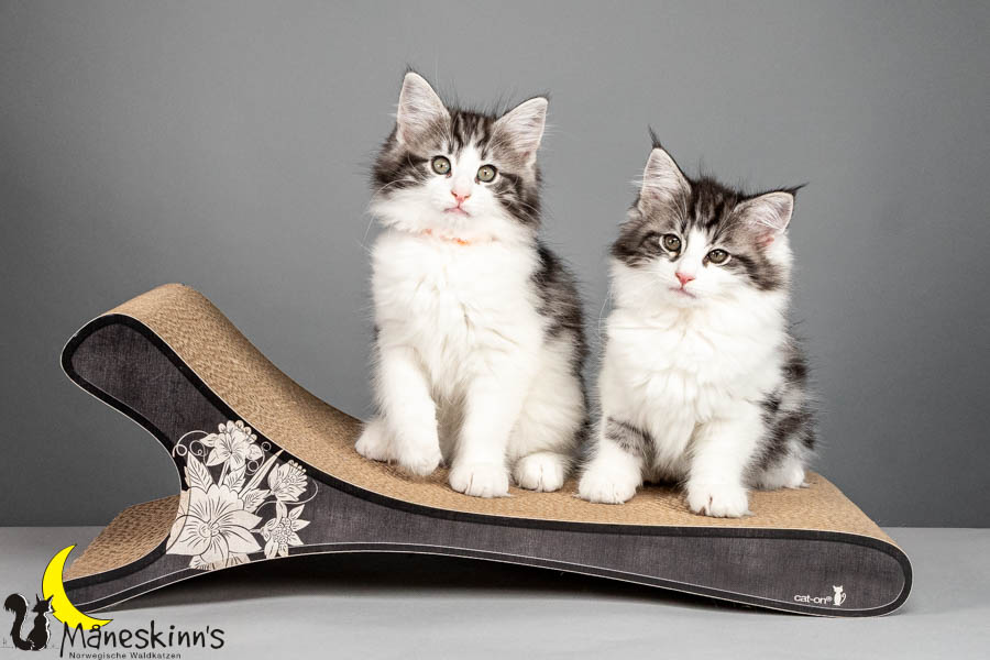 Wurf U (75 Tage alt)