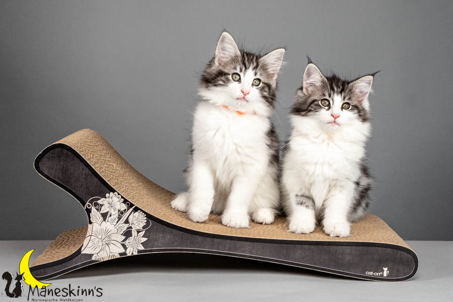 Wurf U (75 Tage alt)