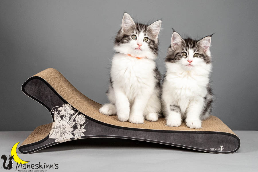 Wurf U (75 Tage alt)