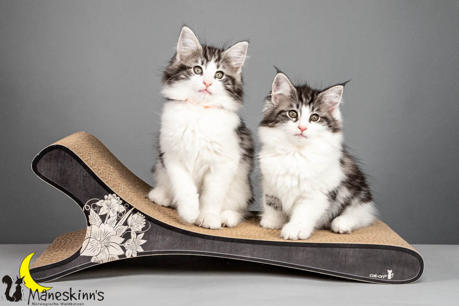 Wurf U (75 Tage alt)