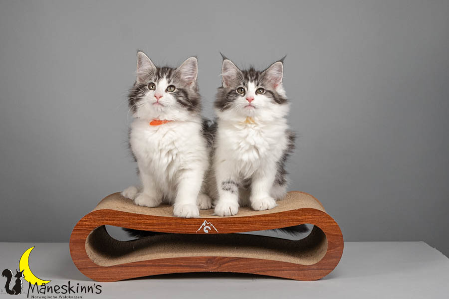 Wurf U (82 Tage alt)