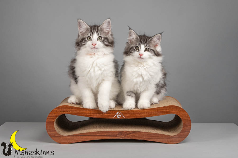 Wurf U (82 Tage alt)