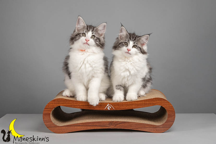 Wurf U (82 Tage alt)