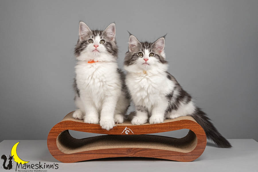 Wurf U (82 Tage alt)