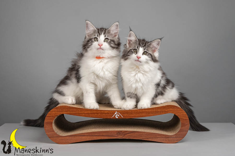 Wurf U (82 Tage alt)