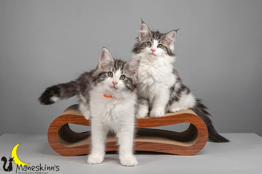 Wurf U (82 Tage alt)