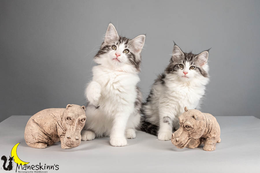 Wurf U (88 Tage alt)