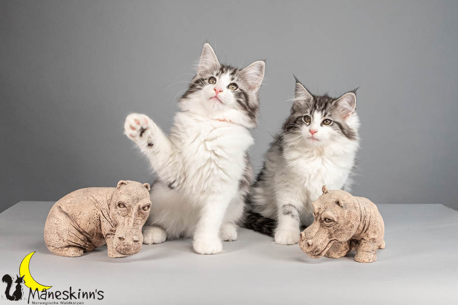 Wurf U (88 Tage alt)