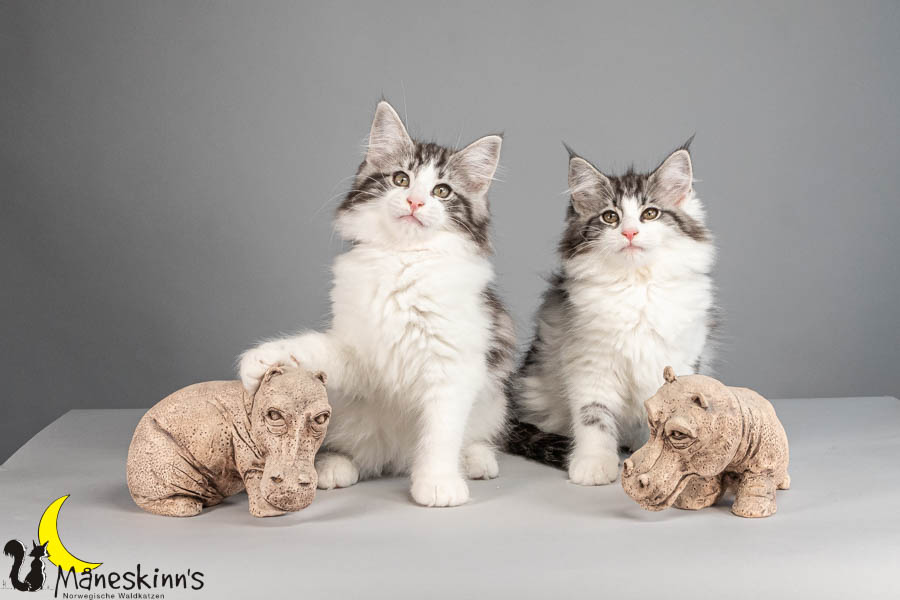 Wurf U (88 Tage alt)