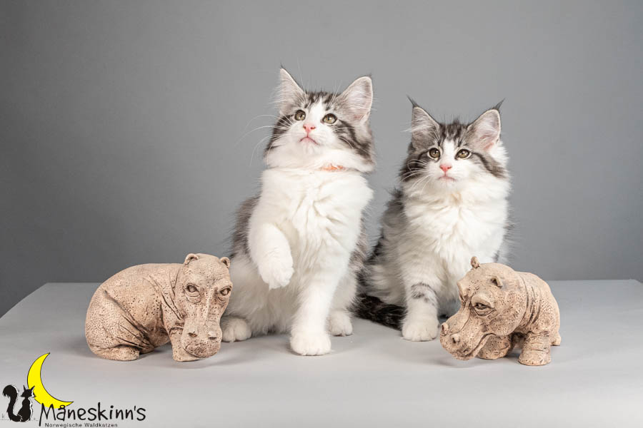 Wurf U (88 Tage alt)