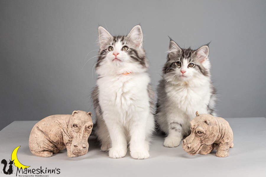 Wurf U (88 Tage alt)