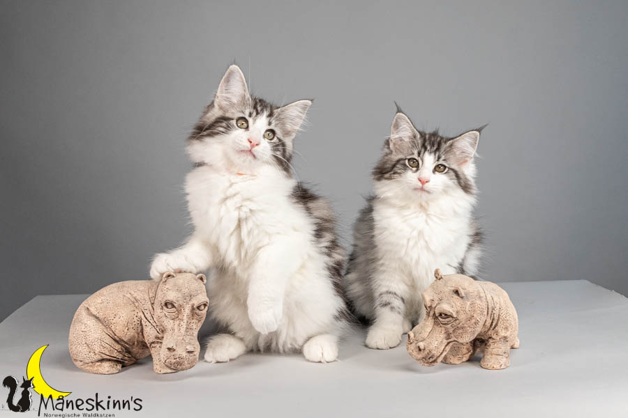 Wurf U (88 Tage alt)