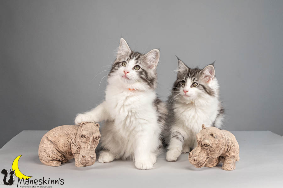 Wurf U (88 Tage alt)