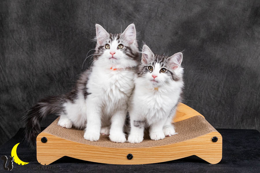 Wurf U (95 Tage alt)