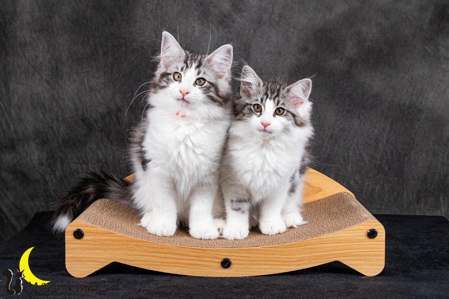 Wurf U (95 Tage alt)