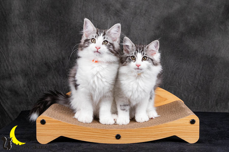 Wurf U (95 Tage alt)