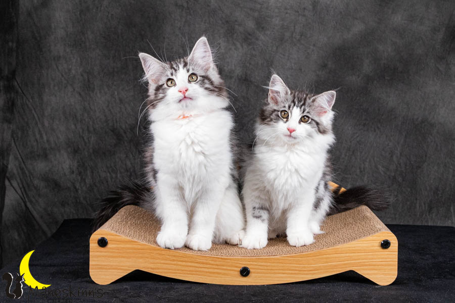 Wurf U (95 Tage alt)