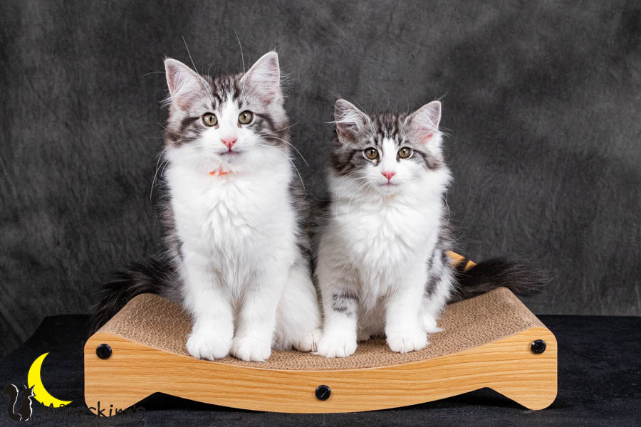 Wurf U (95 Tage alt)