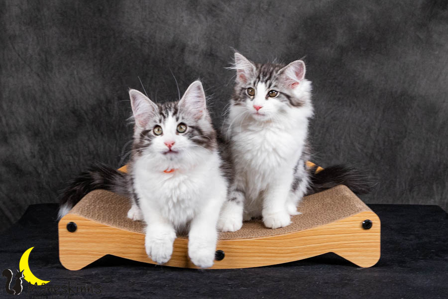 Wurf U (95 Tage alt)