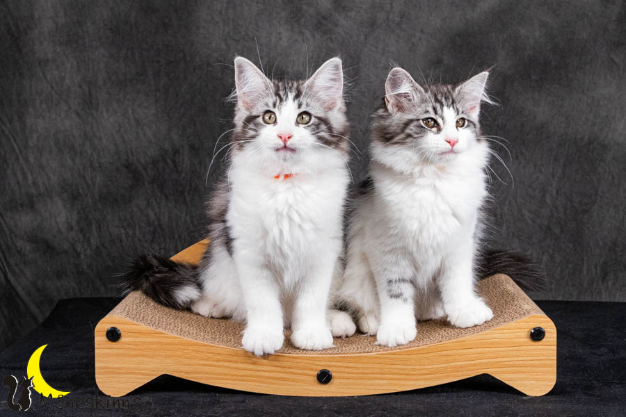 Wurf U (95 Tage alt)