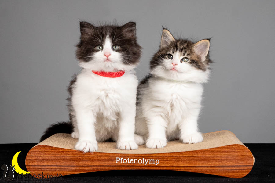 Wurf U (47 Tage alt)