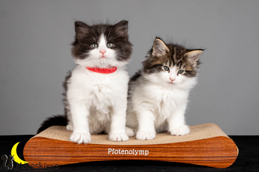 Wurf U (47 Tage alt)