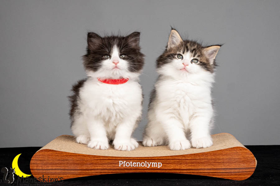 Wurf U (47 Tage alt)