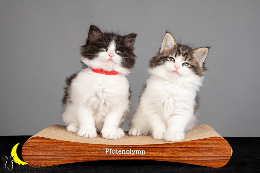 Wurf U (47 Tage alt)