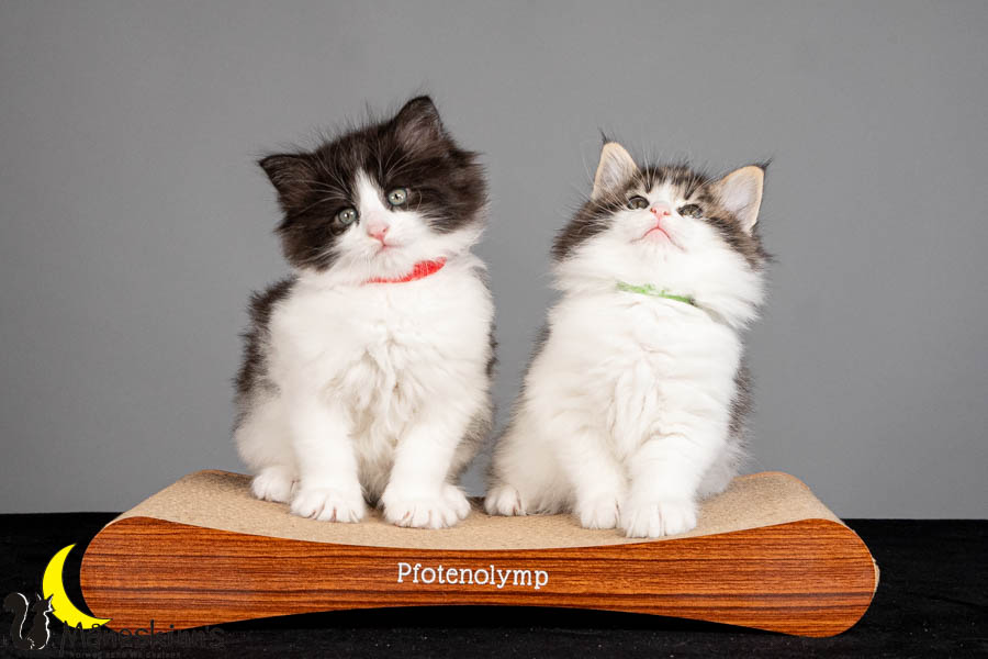 Wurf U (47 Tage alt)