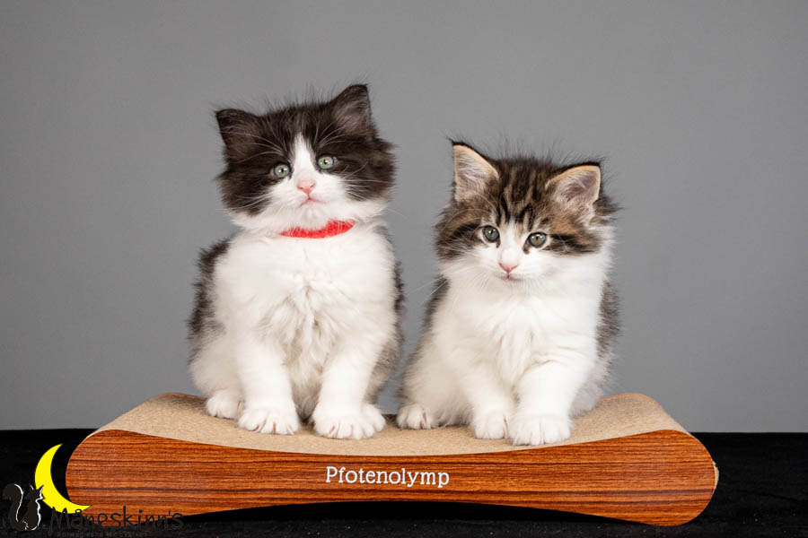 Wurf U (47 Tage alt)