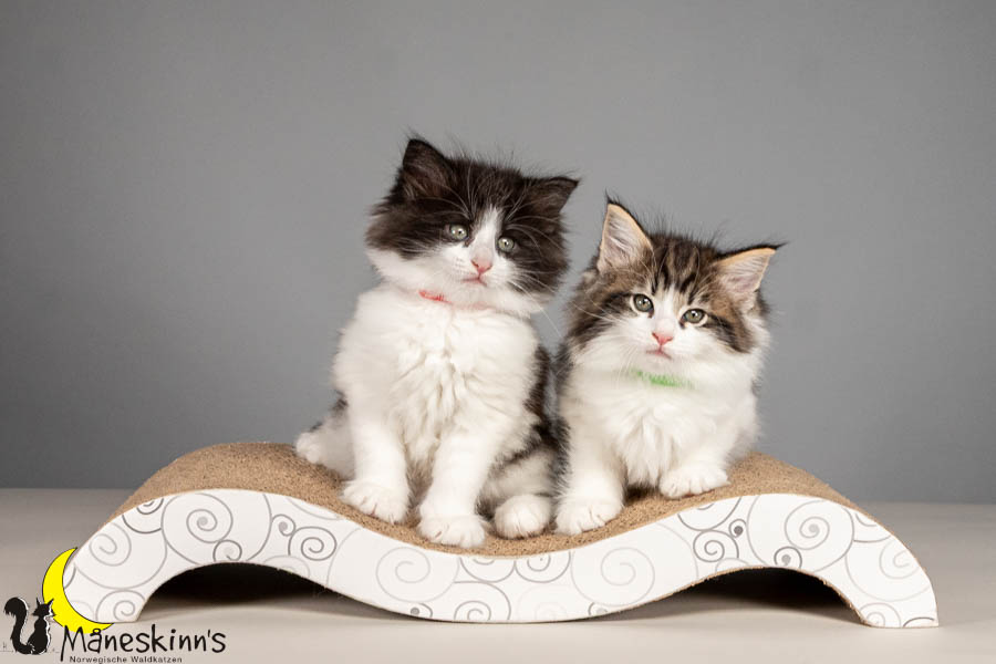 Wurf U (54 Tage alt)