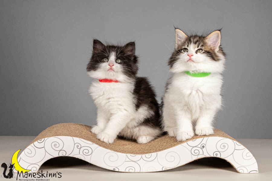 Wurf U (54 Tage alt)