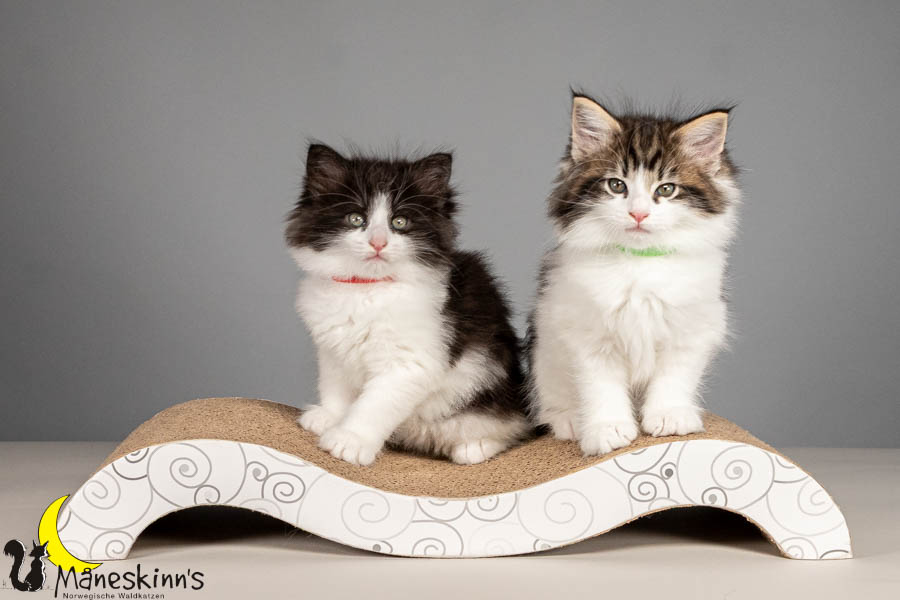 Wurf U (54 Tage alt)