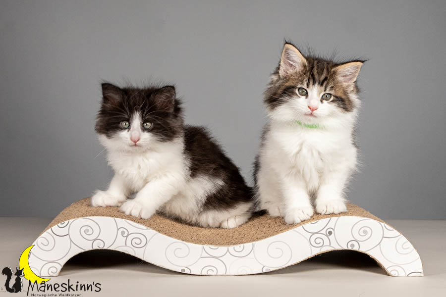 Wurf U (54 Tage alt)