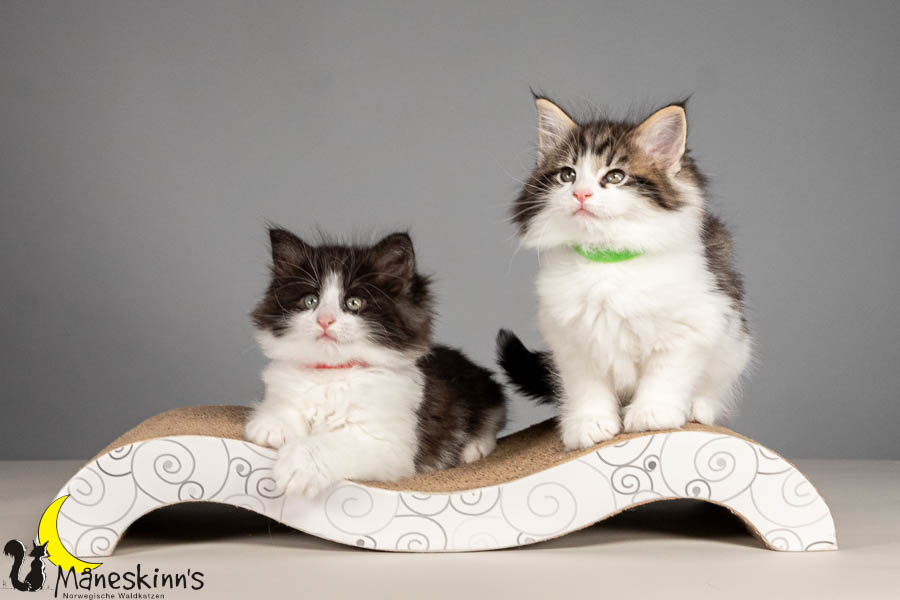 Wurf U (54 Tage alt)