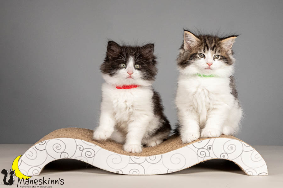 Wurf U (54 Tage alt)