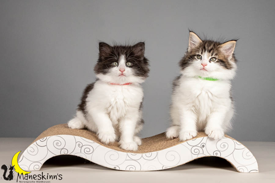 Wurf U (54 Tage alt)