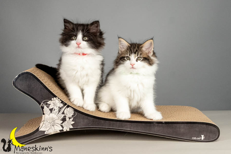 Wurf U (61 Tage alt)