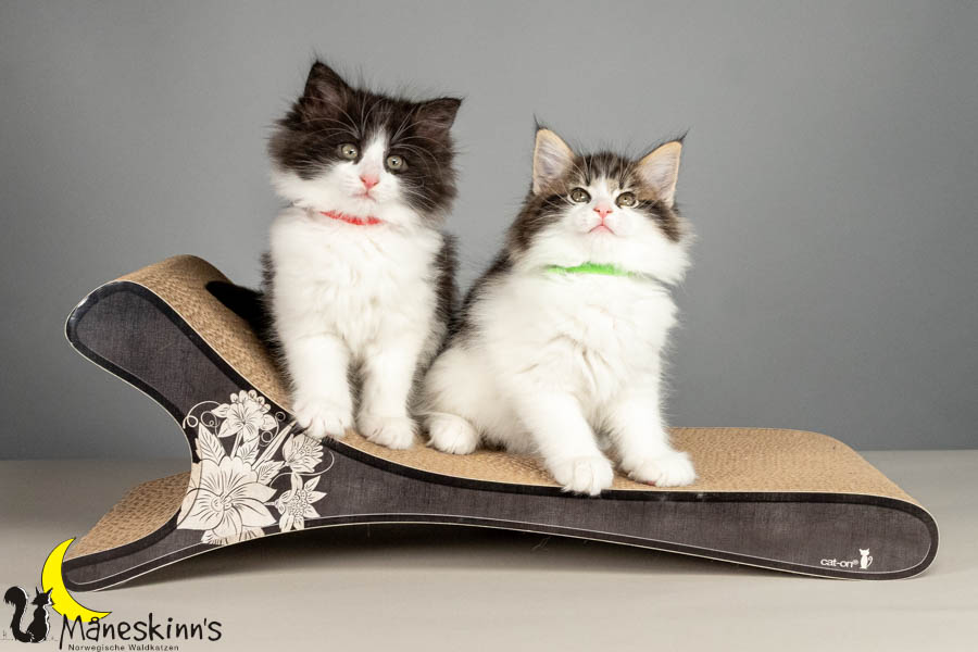 Wurf U (61 Tage alt)