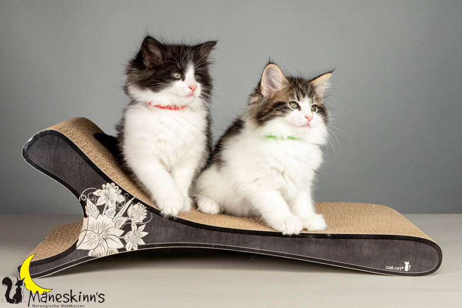 Wurf U (61 Tage alt)