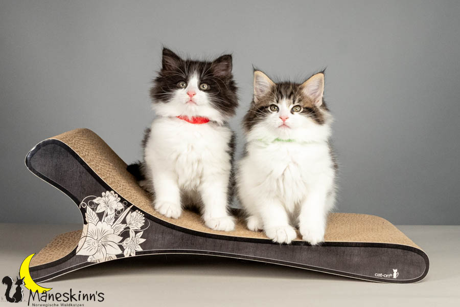 Wurf U (61 Tage alt)