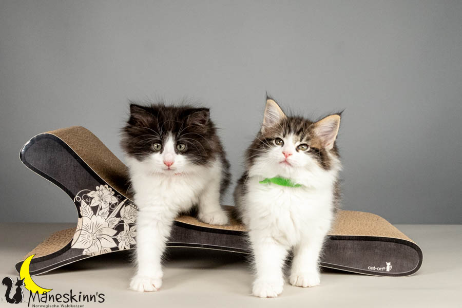 Wurf U (61 Tage alt)