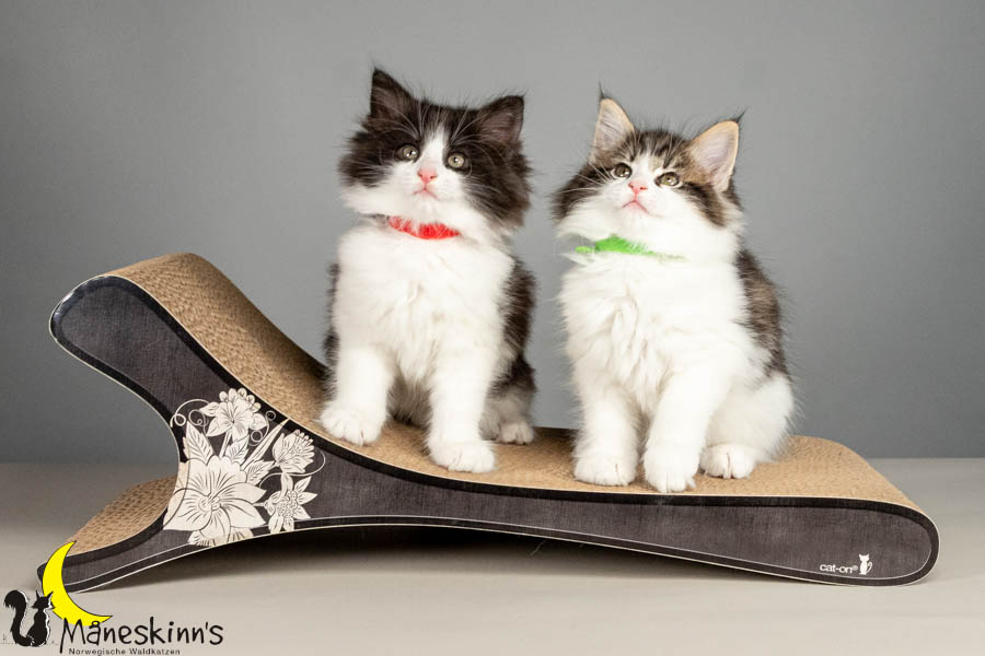 Wurf U (61 Tage alt)