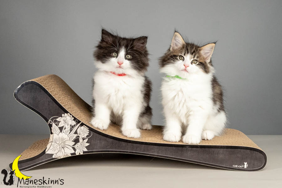 Wurf U (61 Tage alt)