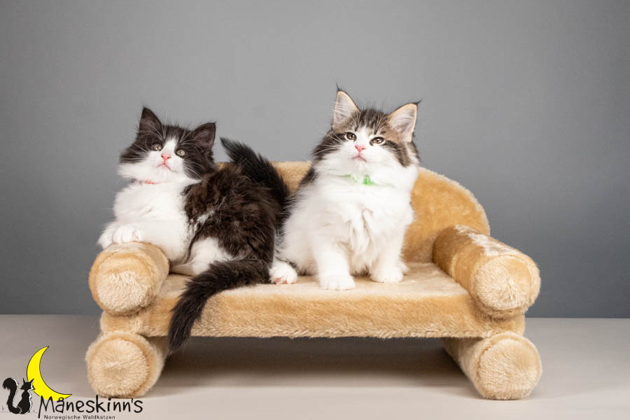 Wurf U (67 Tage alt)