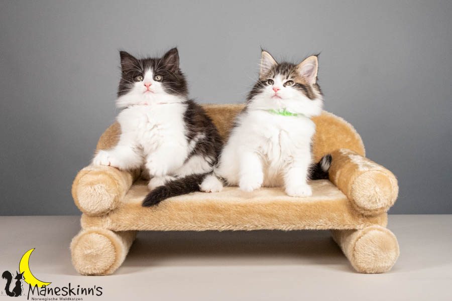 Wurf U (67 Tage alt)