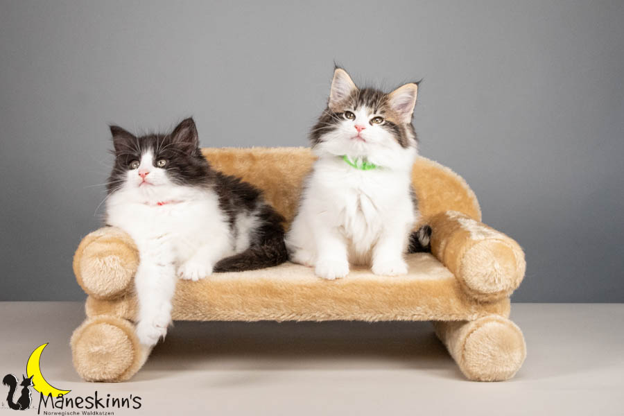 Wurf U (67 Tage alt)