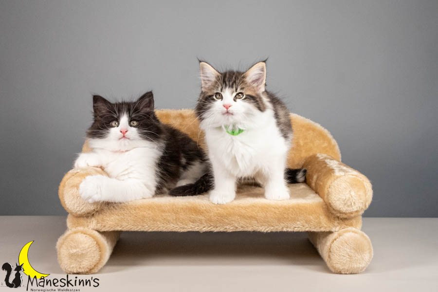 Wurf U (67 Tage alt)