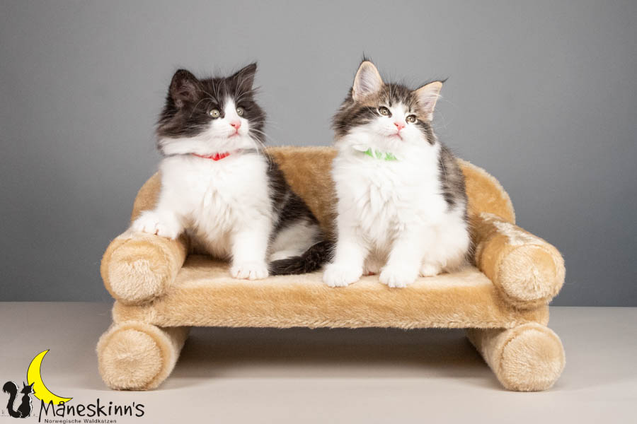 Wurf U (67 Tage alt)