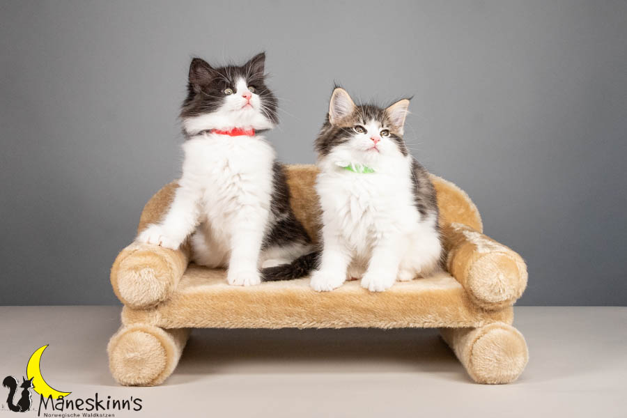 Wurf U (67 Tage alt)